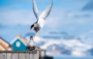 Beautiful images of the distant region of the Arctic