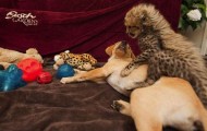 An unusual friendship