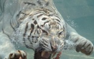 White tiger