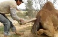 Awesome video of a camel giving birth