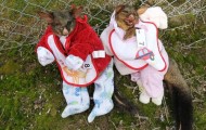 The competiton “Dress furry corpses”