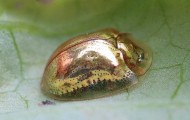 Gold Bug