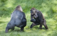 Meet fellow gorillas after three years of separation
