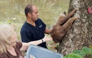 Costa Rican sloths abode
