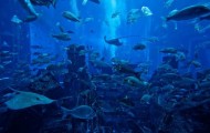 Atlantis hotel with a number of $ 50 000