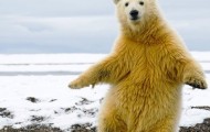 Animal Break Dance!? bear dance!