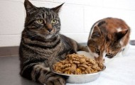 Two fat cat could not live a month without food