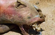Animal rarely appeared on the Manhattan riverside