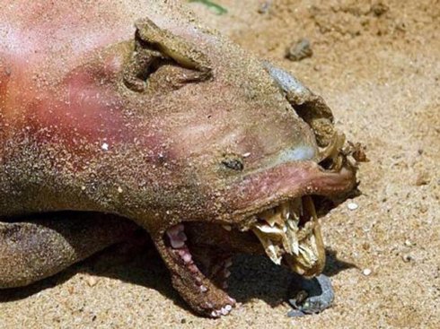 rare animal