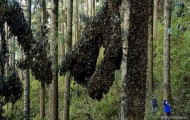 Cabin monarchs