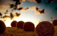 Landscapes of cereals