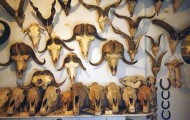 Unusual collector