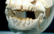 Black piranha, the bad bite creature on Earth