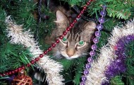 Cat’s New Year