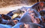 Crocodile victim