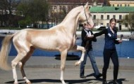 Creamy horse