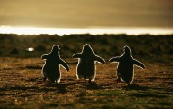 Cute Cubs-young
