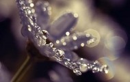 A drop of dew: amazing!!!