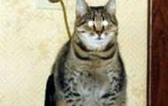 Curious optical illusions