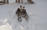 Happy Panda