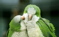 Love and tenderness in the animal world