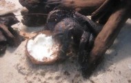 Curious giant coconut crab