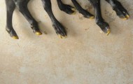 Images of a cow with 7 legs amazes the world