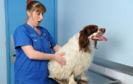 The world’s fattest pets