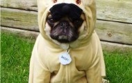 Funny animals