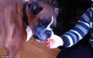 The last meal of a dog