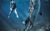 Models and shark