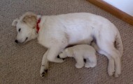 Funny animals and soft toys