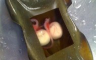 Rare animal, mutant or alien?