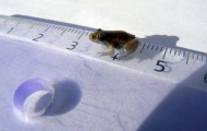 Photos from the world’s smallest frog