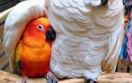 Example for love between two birds
