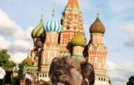 Oscar, the dog who has traveled all over the world