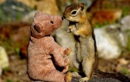 Meeting chipmunk and teddy bears