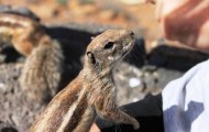 Feeding the chipmunks