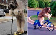 Video: A dog that knows skating and biking