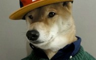 Dog-mod