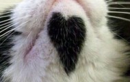 Nature in Hearts