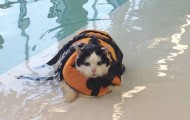 PHOTOS: Cat pool anything to lose weight