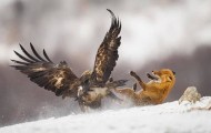 Eagle attempts to hunt a fox