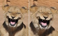 Meet the lion laughs