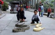 Chinese boy and his sleeping partner