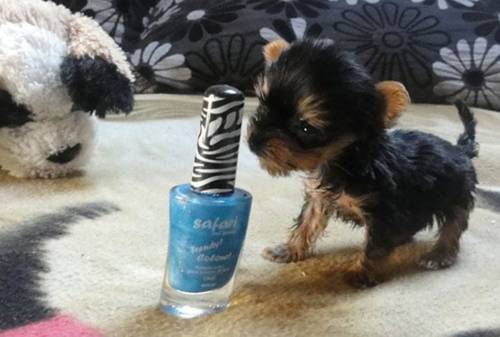 world's_smallest_dog_03