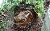 Art in the trees