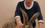 To know Benny, a giant rabbit
