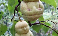 Buddha-shaped pears