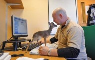 Bambi’s home